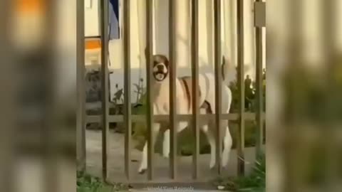 Funny ANIMALS videos😊Funniest CATS😺 and DOGS🐶