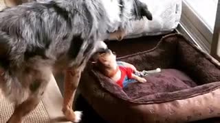 Big dog sniffing and playing around with small dog