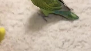 Dancing Bird 2