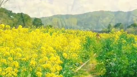 Purify the mind! The beauty of rapeseed