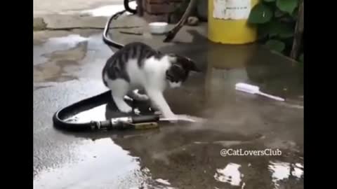 Hilarious 😂😂CATS😂😂😂 Must Watch!!!