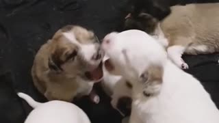 Puppies Starting Early