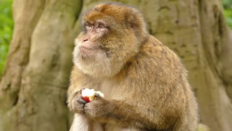 Funny monkey eats apples amazingly