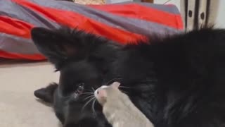 Pet Rat Absolutely Loves His Doggy Best Friend
