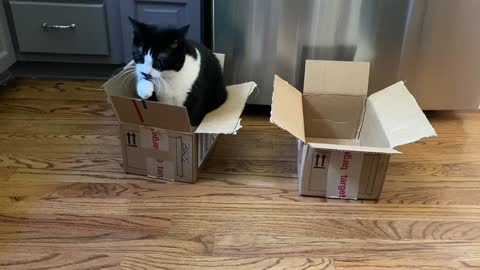 Kitty can't resist sitting in boxes