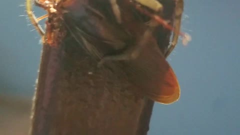 spider eating cockroage