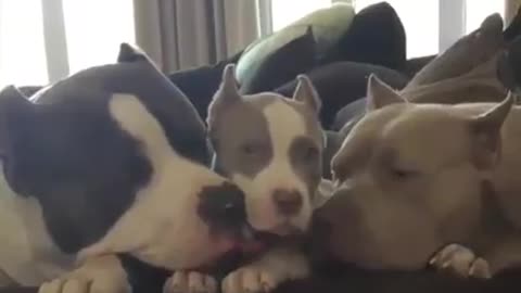 family pitbulls