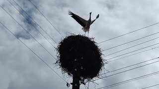 Stork's nest on a power pole