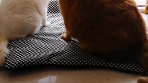 FunnyCatsToday，Funny Cat You Might Never See Before, part123