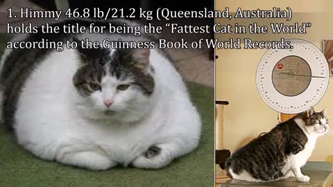 Top 10 World's Fattest Cats