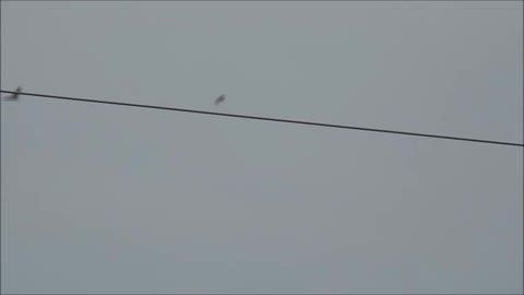 Hawk VS 2 Smaller Birds