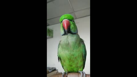 Green parrot | adorable cute green parrot live talking must watch | Enjoy Everything