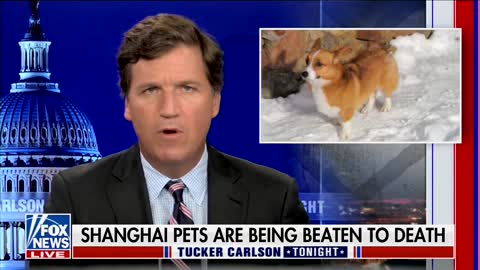 Pets In China Are Being Beaten To Death Because Of Covid Lockdown