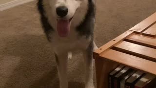 Training My Crazy Husky