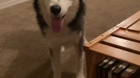 Training My Crazy Husky