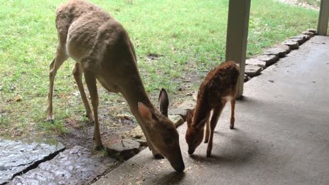 Wild deer introduces fawn to human caretaker