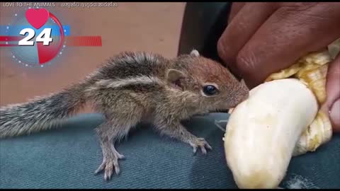 Squirrels can find food buried beneath a foot.