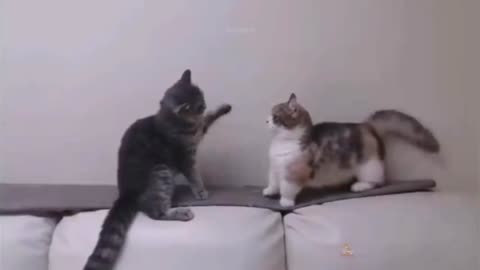 cats cute video || cats funny video