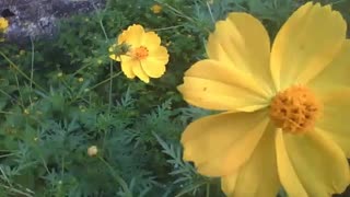 Flor amarela cosmos, simplesmente linda [Nature & Animals]