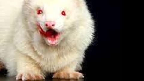 The Bizarre Albino Ferret!