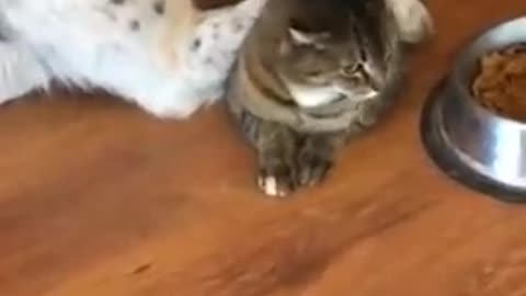 Cat tries to sneak in and eat dog’s food but is caught