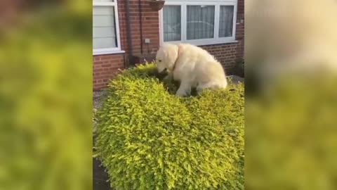 Funny animal moments 🐻