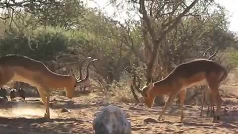 South African Impala Rams Sparring and Jousting at Water Hole