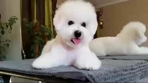 Funny Dogs And Cute Puppies Playing Video ❤️❤️