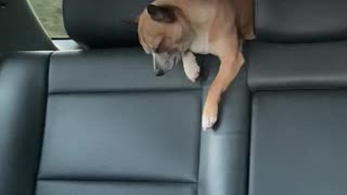 Chihuahua falls asleep during his great escape