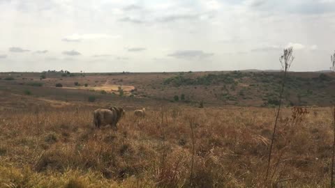 Male lion going to his lost crew