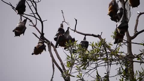 bats tree