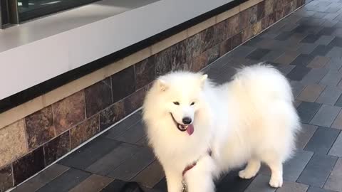 This Dog's Favorite Summer Activity Is Eating Ice Cream