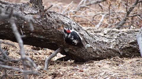 Food Finder Bird Makes Some Tik Tok In Tree Branch