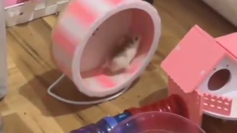 Rat Dancing