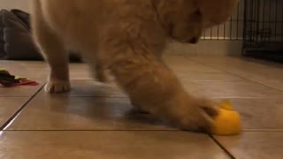 Cachorro completamente escéptico respecto de un inofensivo limón