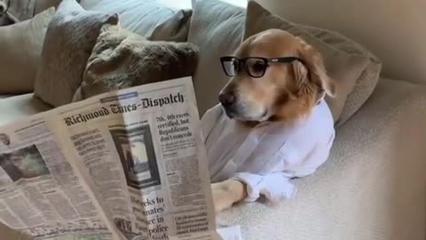Super Dog Reading Newspaper