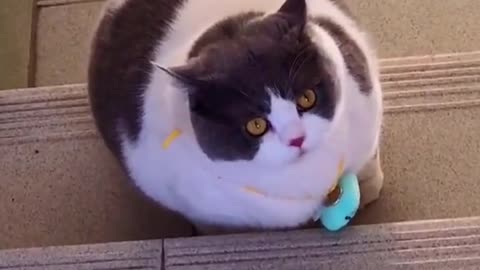 Funny Cat- Fat Cats Are So Cute