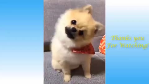 cute pet and funny animals 2020