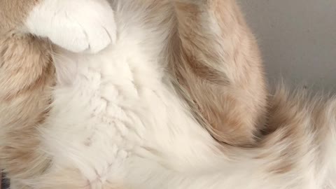 Close-up Of A Cream Beige Furred Cat Sleeping On Its Back e