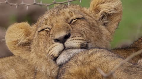 Sleepy Lion Cub Can't Keep Eyes Open