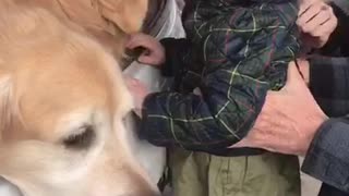 Golden Retrievers Say Goodbye to Baby