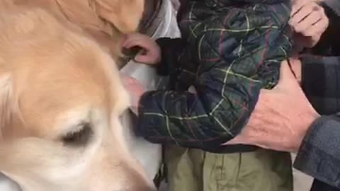 Golden Retrievers Say Goodbye to Baby
