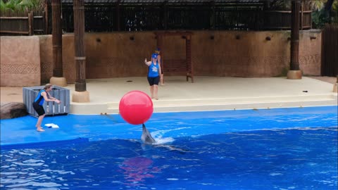 Dolphin And The Trainer Playing Together