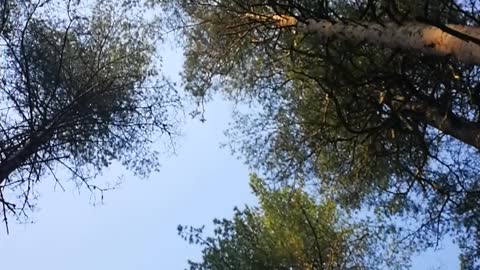 Birds singing in the pine tree forest.