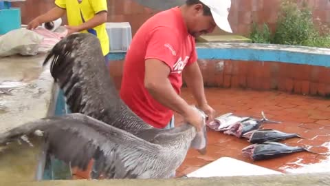 See Lions and Pelicans Shopping at a Fish Market in Galapagos