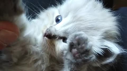 Cute Kitten Funny cat video