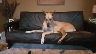 Funny Great Dane goes crazy then lays upside down