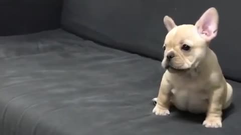 Cute Dog trust Fall