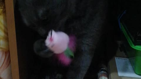 Кот играет с новой игрушкой
