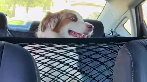 Dog Car Net Barrier Pet Barrier
